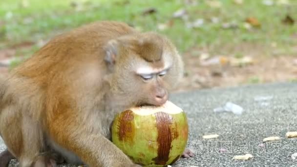 猴子吃椰子视频