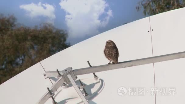 抛物面天线和猫头鹰视频