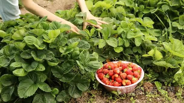 收集成熟草莓成花园床视频