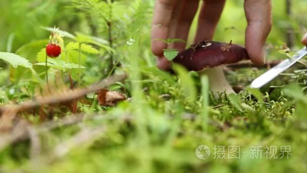男手森林里的采摘蘑菇视频