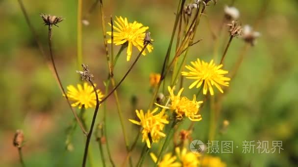 美丽的花园鲜花视频