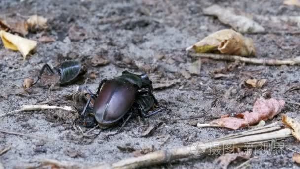 锹虫鹿沿地面推压碎的死甲虫视频