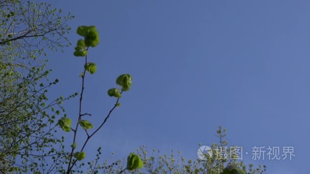 在阳光明媚的夏季傍晚，飞行在乡村夏日景观之上，有着无尽的黄色田野。 秋季农业农田