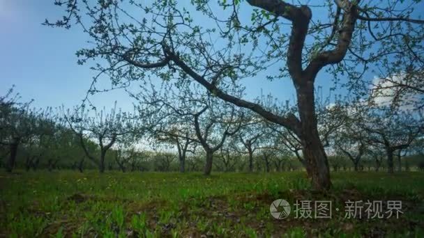 用鲜花和蒲公英，4 k 延时春天苹果花园