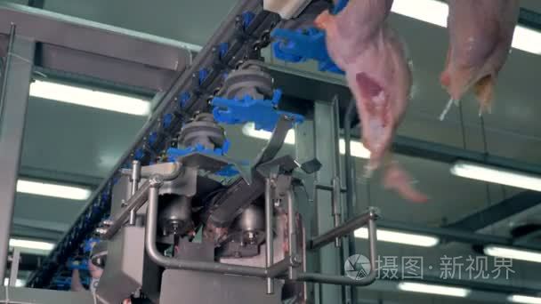 在工作的鸡胸肉切割机械设备视频