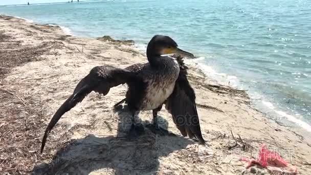 黑鸬鹚站立的黑海在沙滩上视频