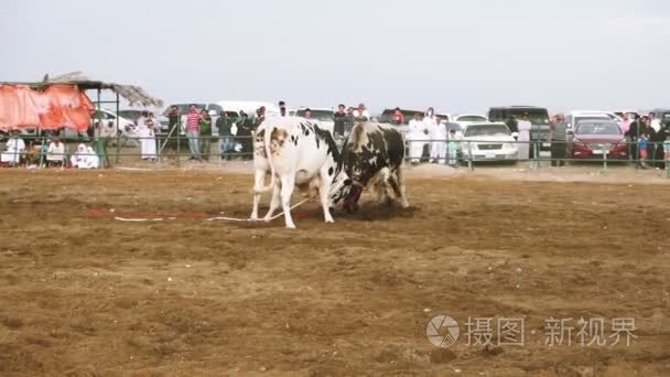 公牛队在传统竞争的视频