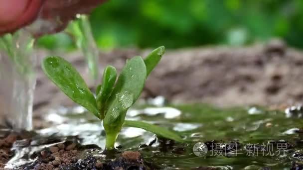 男手浇水年轻植物