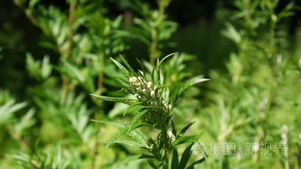 黄花蒿寻常型新鲜药用植物高清视频