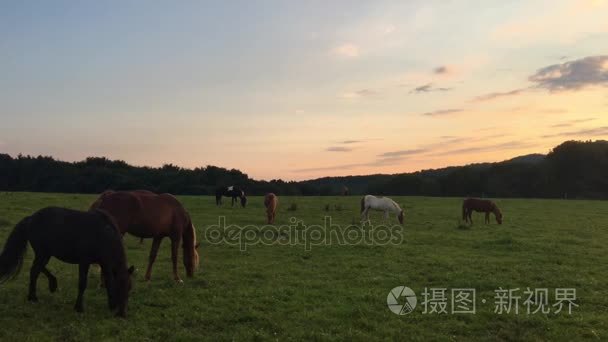 在日落时牧场上 Siebengebirge Aegidien 马