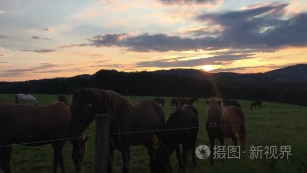 在日落时牧场上 Siebengebirge Aegidien 马