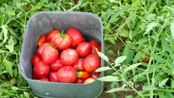 红西红柿在塑料温室。温室农业中的番茄种植