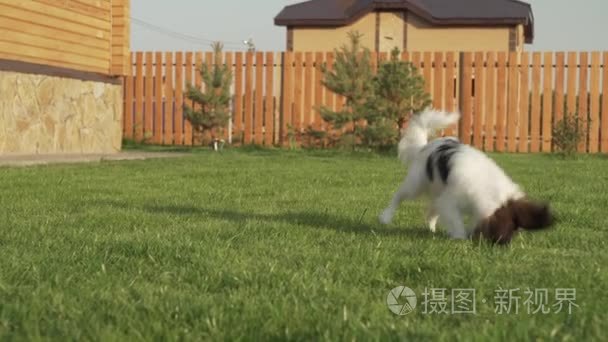 巴比龙大陆玩具猎犬小狗玩毛绒老鼠上绿色草坪的素材视频