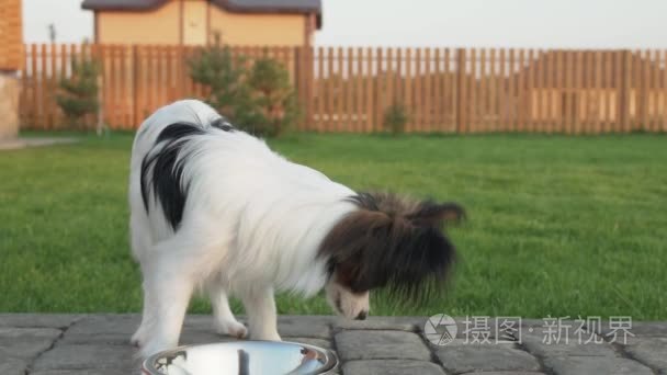 巴比龙大陆玩具猎犬小狗吃干粮国家阴谋慢动作股票录像视频