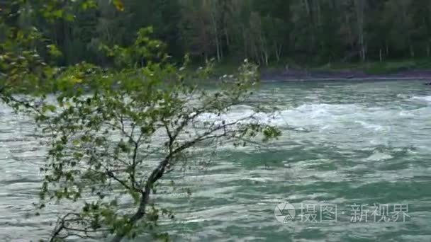 强流的一条山涧河流视频