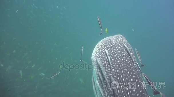 鲸鱼鲨鱼从深度到表面漂浮视频