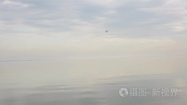 海鸥飞沿着海岸