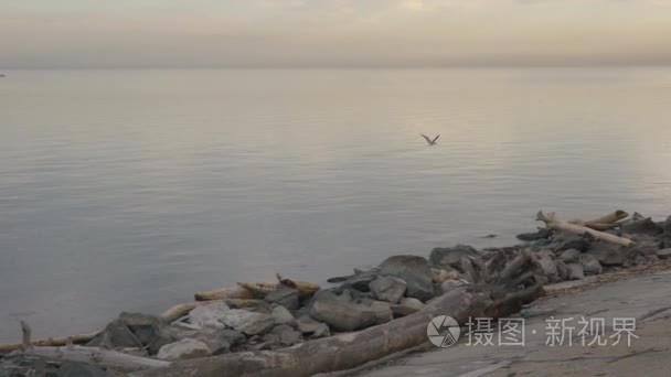 海鸥飞沿着海岸