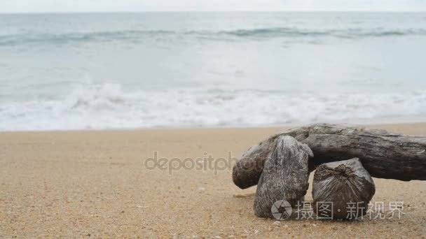 原木木材在海滩上