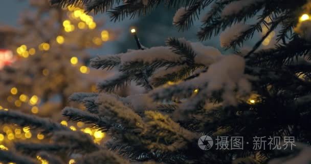在下雪的晚上公园圣诞灯杉木树视频