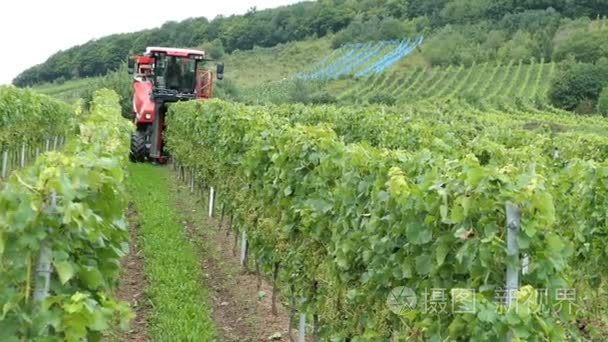 在葡萄园在摩泽尔河在德国的葡萄酒产量。机械采摘葡萄自走式玉米收获机