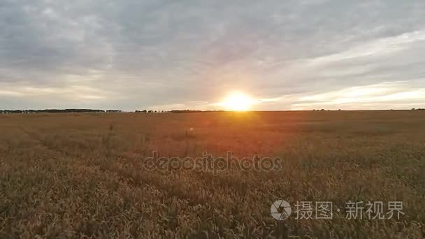 场的小麦在日落时的鸟瞰图