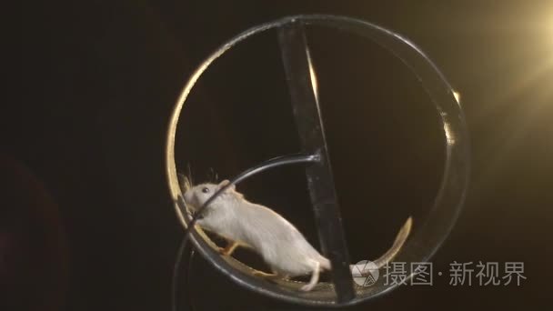 砂的老鼠跑在转轮上一个黑色的背景,慢动作短视频