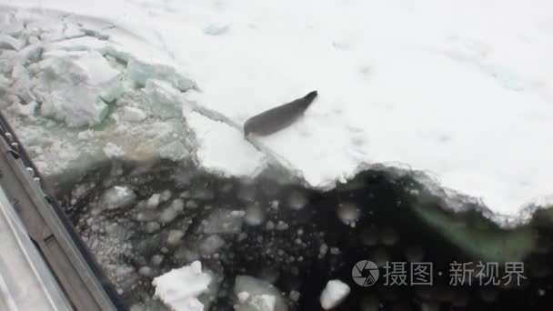 密封在南极洲海洋雪海岸线上视频