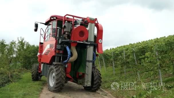 在葡萄园在摩泽尔河在德国的葡萄酒产量。机械采摘葡萄自走式玉米收获机