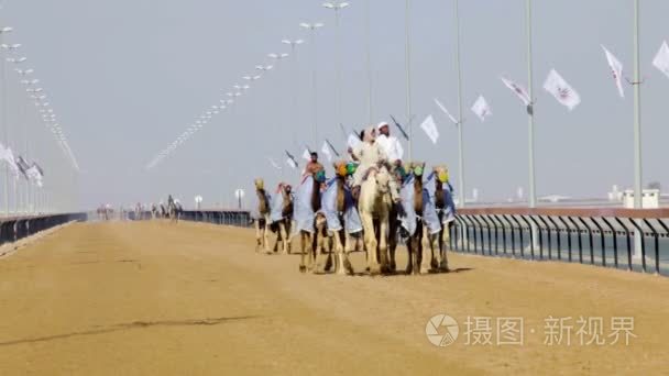 练习赛骆驼视频