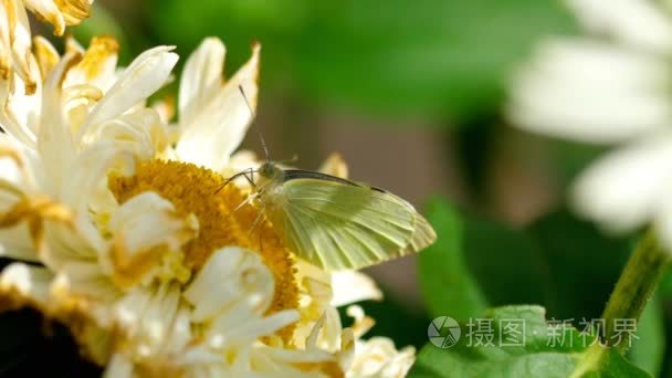 菜粉蝶甘蓝夜蛾白蝴蝶视频