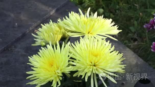 美丽的黄色菊花。盛开的黄色菊花的特写镜头