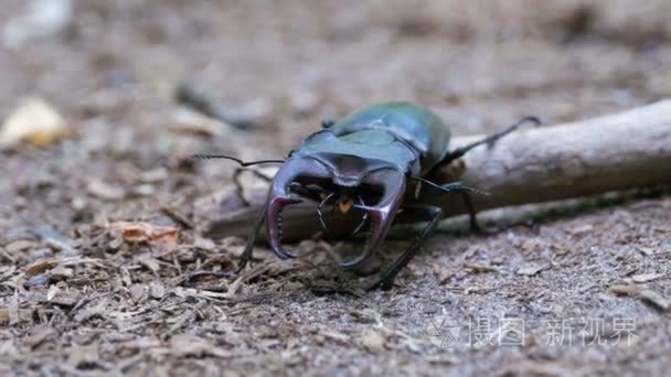 地面上的甲虫鹿毛骨悚然视频