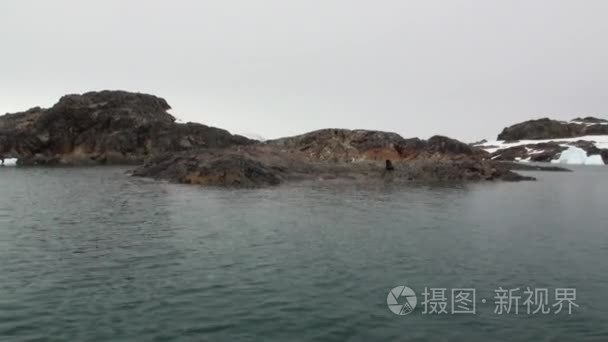 海豹在南极洲海洋岩雪海岸线上视频