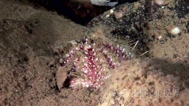 海胆水下海底的海洋生物的生存视频