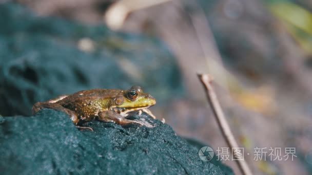 绿青蛙坐在附近的河岸边视频