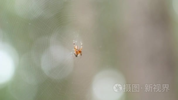 蜘蛛坐在其网站视频