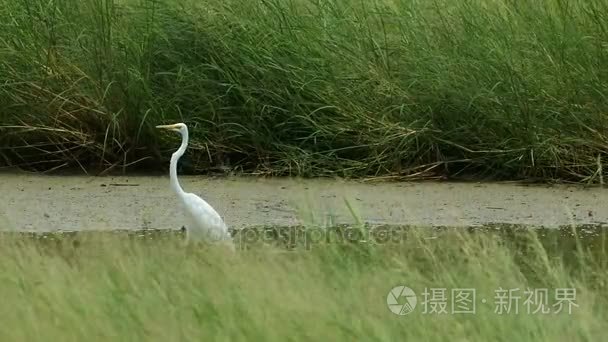 大白鹭对场视频