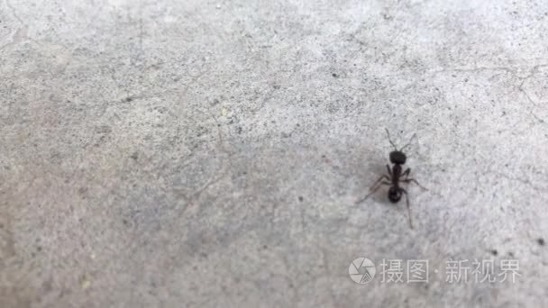 在混凝土上的寂寞蚂蚁视频