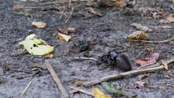 锹虫鹿沿地面推压碎的死甲虫