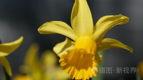 黄水仙花百花盛开的春天