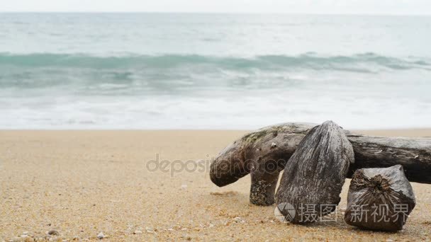 原木木材在海滩上视频