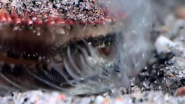海扇贝在海底水下关闭视频