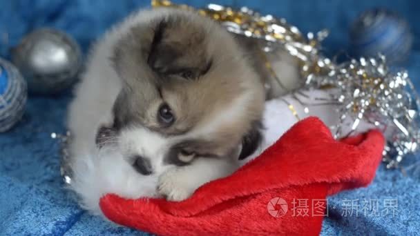 小狗玩圣诞装饰品视频