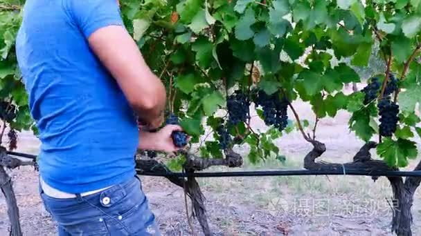 农民收割一串葡萄视频