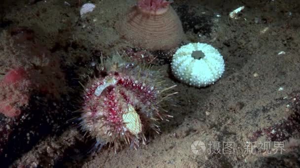 海胆水下海底的海洋生物的生存视频