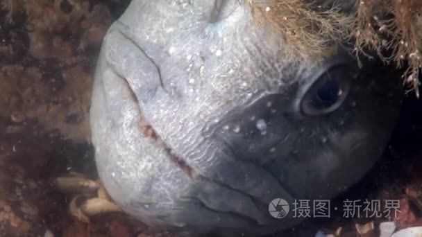 柳叶刀鱼鲶鱼海底水下白海视频