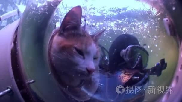 猫潜水员水下反射阳光背景视频