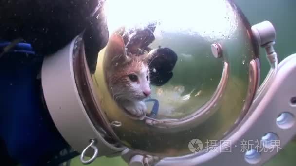 猫潜水员水下反射阳光背景