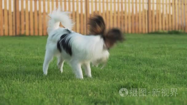 巴比龙大陆玩具猎犬小狗玩毛绒老鼠上绿色草坪的素材视频